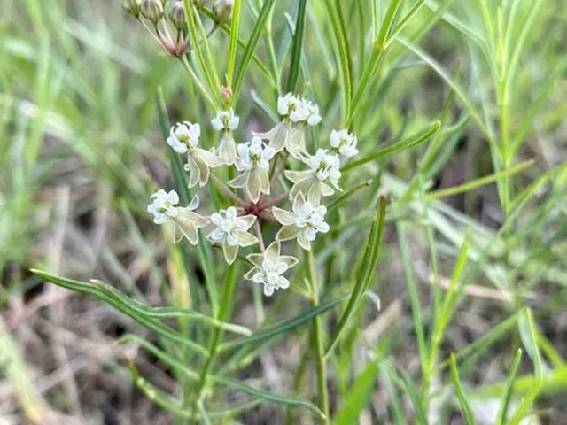 White flowers of pineneedle milkweed (Asclepias linaria).