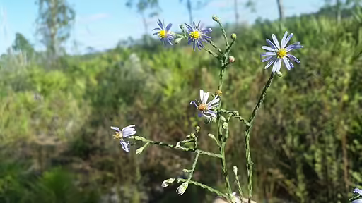 Plant of scale-leaf aster (Symphyotrichum adnatum) in a field.