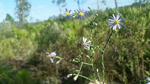 Plant of scale-leaf aster (Symphyotrichum adnatum) with light purple flowers.