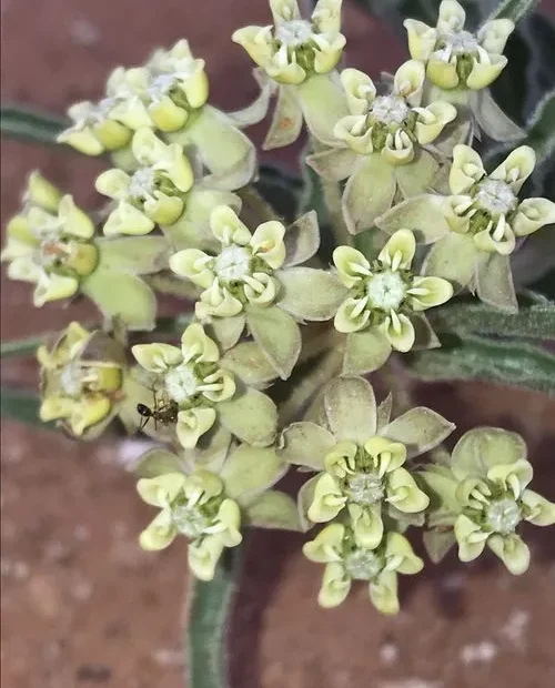 White flowers of big-seed milkweed (Asclepias macrosperma).