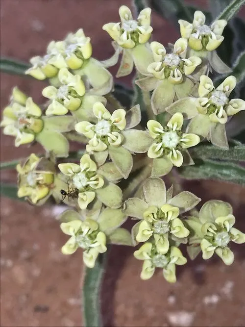 White flowers of big-seed milkweed (Asclepias macrosperma).