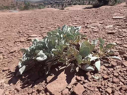 Plant of ruth's milkweed (Asclepias ruthiae) in a dry area.