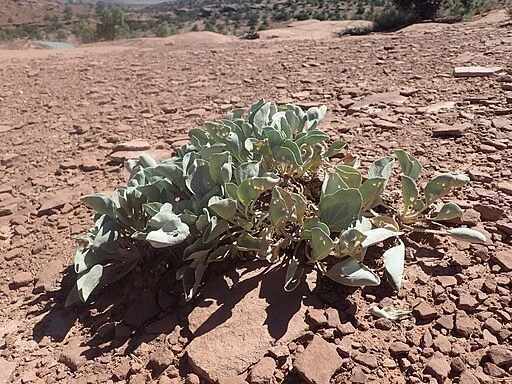Plant of ruth's milkweed (Asclepias ruthiae) in a dry area.