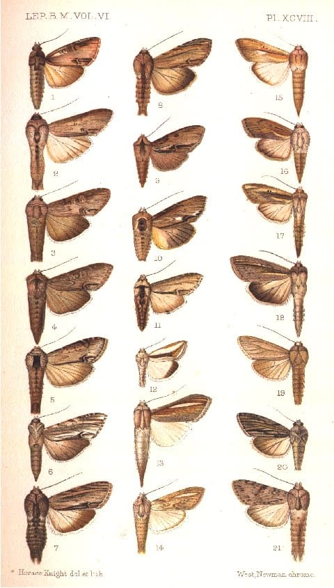 Moths of the Cucullia genus.