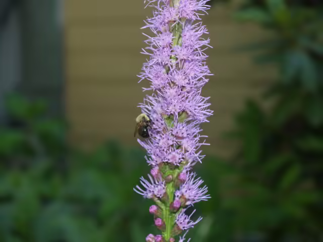Blazing star (Liatris spicata) with bumblebee in McMullen House garden.