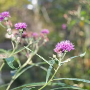 Flowers of New York ironweed (Vernonia noveboracensis) in the McMullen House garden.