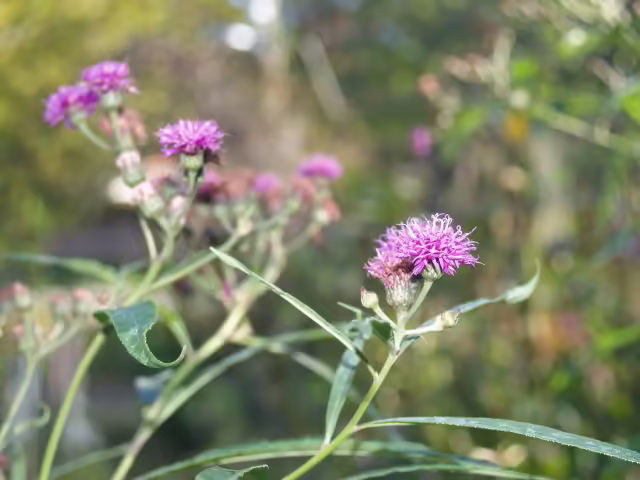 Flowers of New York ironweed (Vernonia noveboracensis) in the McMullen House garden.