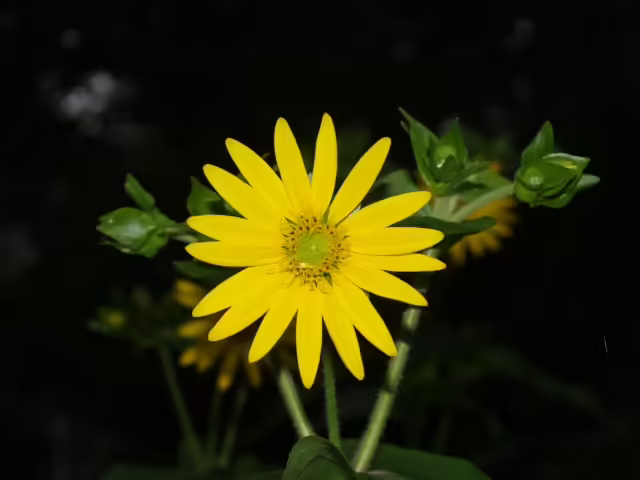 Close-up of yellow flower of cup-plant (Silphium perfoliatum).