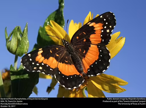 Bordered patch butterfly (Chlosyne lacinia) on a yellow flower.