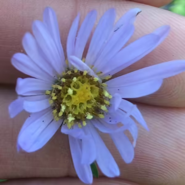 Light purple flower of anticosti aster (Symphyotrichum anticostense).
