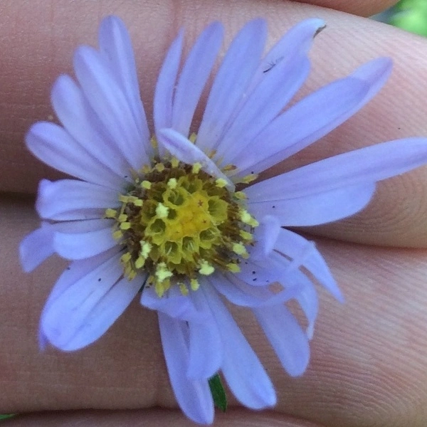 Lavender flower of anticosti aster (Symphyotrichum anticostense).