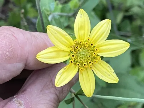 Yellow flower of cumberland rosinweed (Silphium brachiatum).
