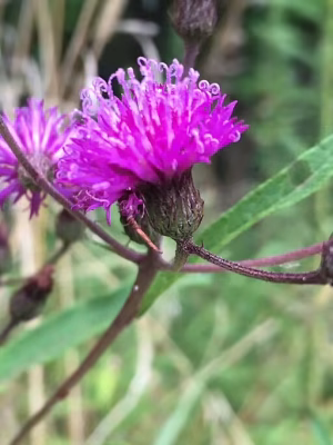 Vernonia | Ironweeds