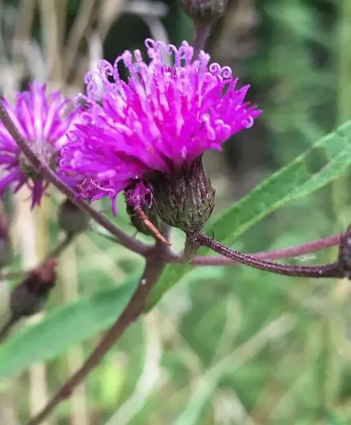 Close-up of purple flower of giant ironweed (Vernonia gigantea).