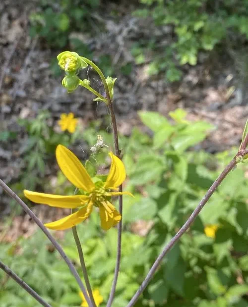 Yellow flower of kidney-leaf rosinweed (Silphium compositum).