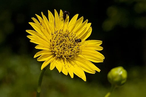 Yellow flower of prairie rosinweed (Silphium terebinthinaceum).