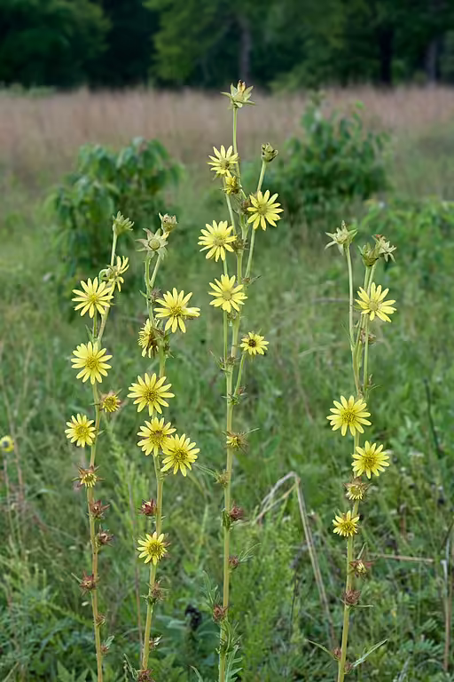 Plants of compassplant (Silphium laciniatum) in a field.