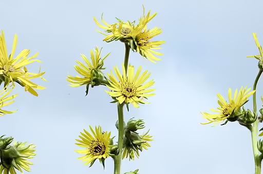 Yellow flowers of compassplant.