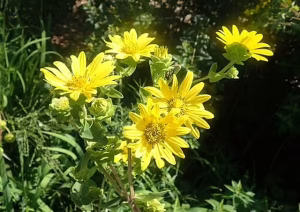 Yellow flowers of entire-leaf rosinweed (Silphium integrifolium).