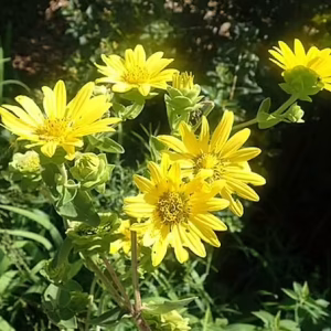 Yellow flowers of entire-leaf rosinweed (Silphium integrifolium).