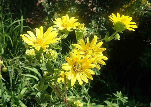 Yellow flowers of entire-leaf rosinweed (Silphium integrifolium).