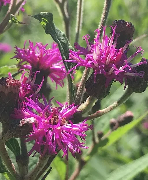 Magenta-purple flowers of Missouri ironweed (Vernonia missourica).