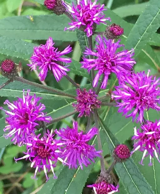 Purple flowers of New York ironweed (Vernonia noveboracensis).
