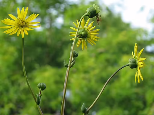 Yellow flowers of prairie rosinweed (Silphium terebinthinaceum).