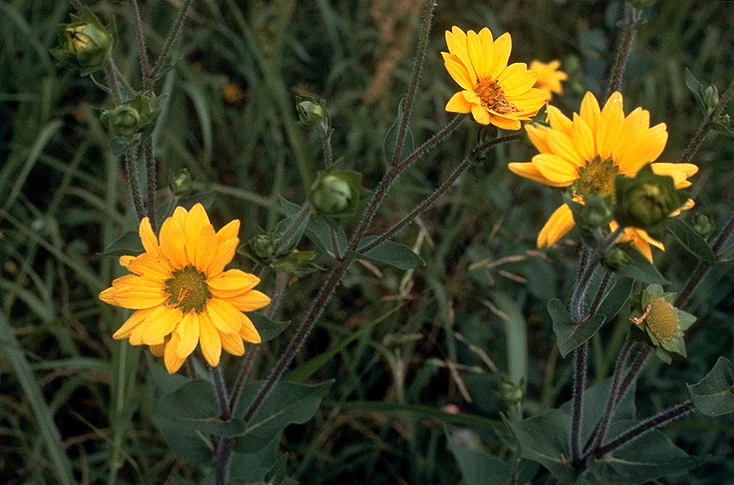 Yellow flowers of rough-stem rosinweed (Silphium radula).
