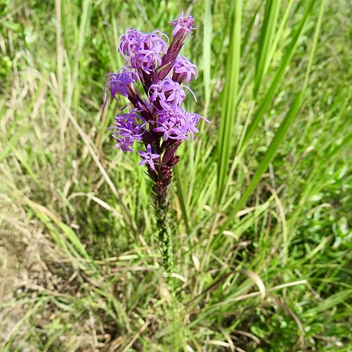 Purple flowers of sharp gayfeather (Liatris acidota) in a field.