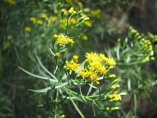 Yellow flowers of slender goldentop (Euthamia caroliniana).