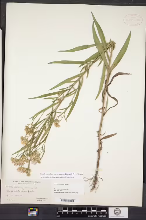 Herbarium specimen of anticosti aster (Symphyotrichum anticostense).