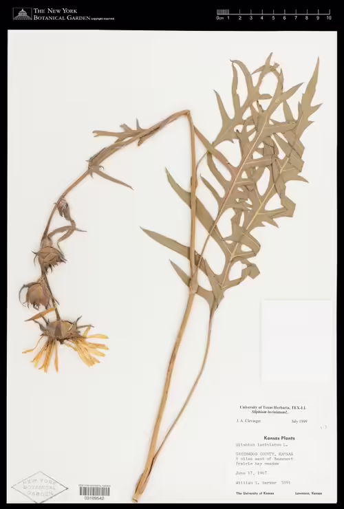 Herbarium specimen of compassplant (Silphium laciniatum).