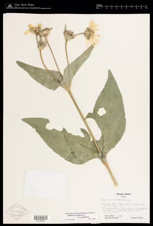 Herbarium specimen of cup-plant (Silphium perfoliatum).