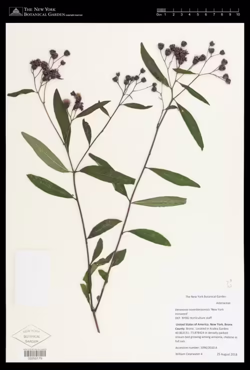 Herbarium specimen of New York ironweed (Vernonia noveboracensis).