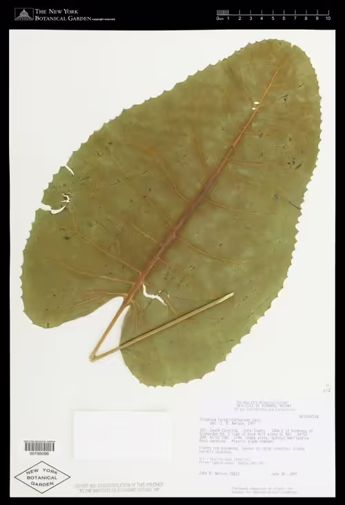 Herbarium specimen of prairie rosinweed (Silphium terebinthinaceum var. terebinthinaceum).