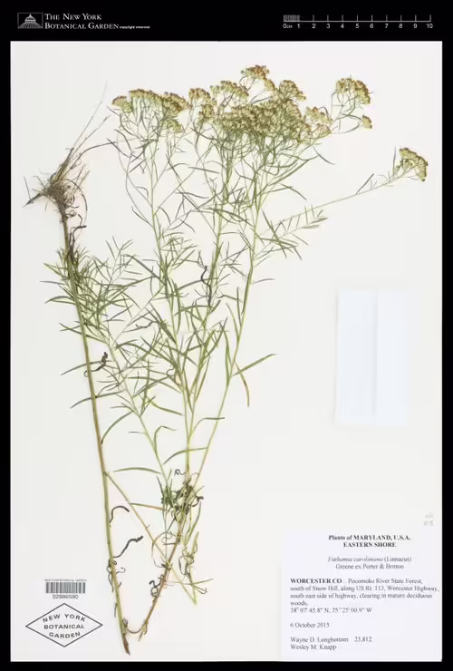 Herbarium specimen of slender goldentop (Euthamia caroliniana).