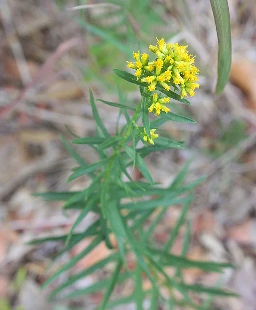 Plant of bushy goldentop (Euthamia leptocephala) at a wood edge.