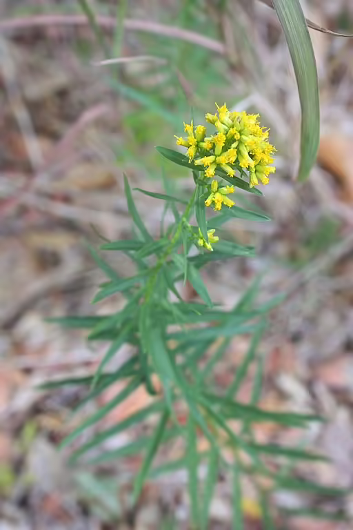 Plant of bushy goldentop (Euthamia leptocephala) in a wooded area.