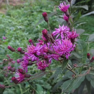 Purplish-pink flowers of giant ironweed (Vernonia gigantea).