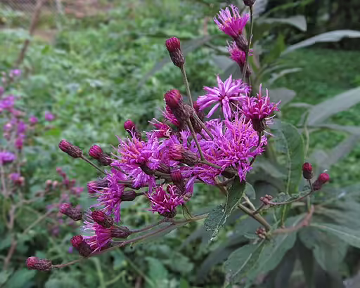 Purplish-pink flowers of giant ironweed (Vernonia gigantea).