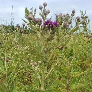 Plant of Missouri ironweed (Vernonia missourica) in a field.