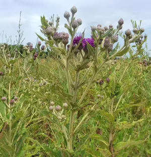 Plant of Missouri ironweed (Vernonia missourica) in a field.