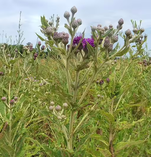 Plant of Missouri ironweed (Vernonia missourica) in a field.