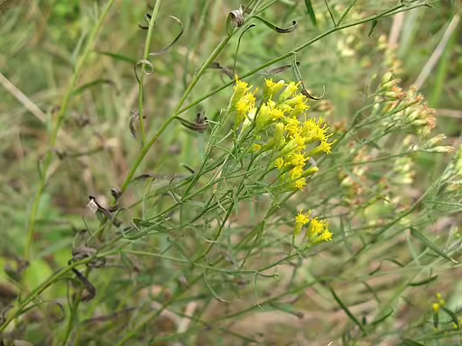 Plant of texas goldentop (Euthamia gymnospermoides) with yellow flowers.