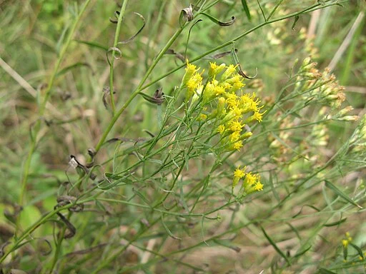 Plant of texas goldentop (Euthamia gymnopermoides) with yellow flowers.