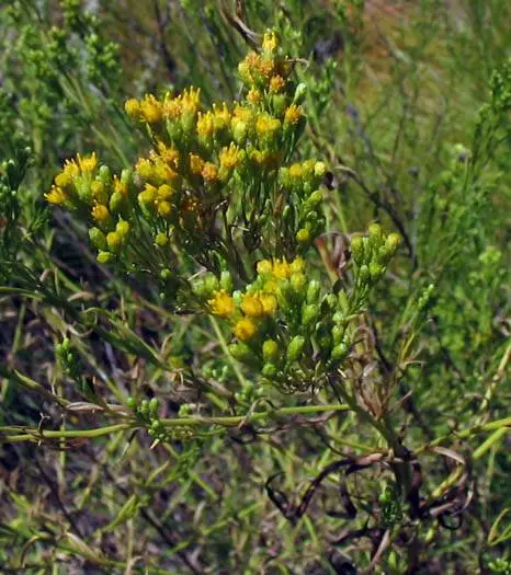 Plant of western goldentop (Euthamia occidentalis) in an open area.