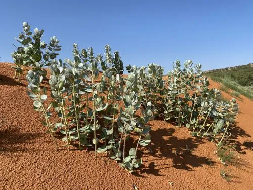 Plants of welshs milkweed (Asclepias welshii) in a desert.