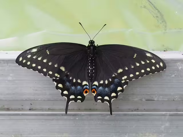 Black swallowtail (Papilio polyxenes) on fence.