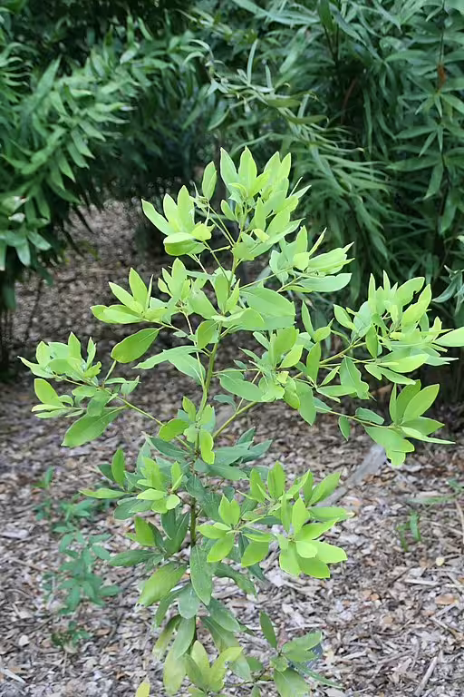 Tree of red bay (Persea borbonia) in a garden.